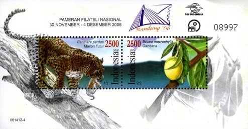 Colnect-1586-816-Leopard-Panthera-pardus-Gandaria-Bouea-macrophylla-.jpg