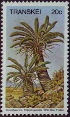 Colnect-1712-324-Encephalartos-friderci-guilielmi.jpg