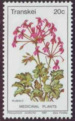 Colnect-1712-331-Pelargonium-reniforme.jpg