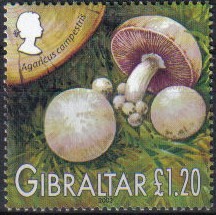 Colnect-1850-503-Agaricus-campestris.jpg