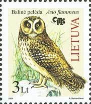 Colnect-195-957-Short-eared-Owl-Asio-flammeus.jpg