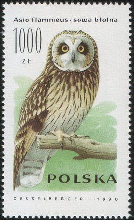 Colnect-1999-891-Short-eared-Owl-Asio-flammeus.jpg