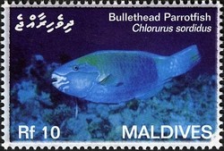 Colnect-2362-916-Bullethead-Parrotfish-Chlorurus-sordidus.jpg