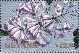 Colnect-3499-142-Jacaranda-filicifolia.jpg