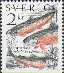 Colnect-430-408-Arctic-Char-Salvelinus-salvelinus.jpg