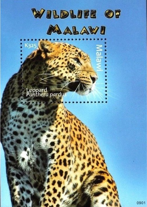 Colnect-4579-617-Leopard-Panthera-pardus.jpg