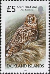 Colnect-489-967-Short-eared-Owl-Asio-flammeus.jpg