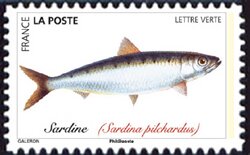 Colnect-5639-646-European-Sardine-Sardina-pilchardus.jpg