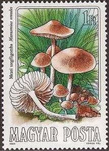 Colnect-603-638-Marasmius-oreades.jpg