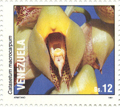 Colnect-1774-872-Catasetum-Macrocarpum.jpg