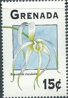 Colnect-2838-606-Brassavola-cuculatta.jpg