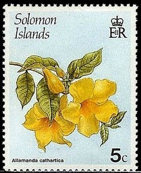 Allamanda-cathartica.jpg