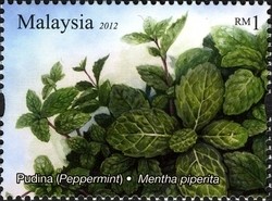 Colnect-1434-464-Aromatic-Plants---Pudina.jpg