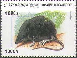 Colnect-1729-126-Eurasian-Water-Shrew-Neomys-fodiens.jpg