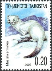 Colnect-1738-810-Stoat-Mustela-erminea.jpg