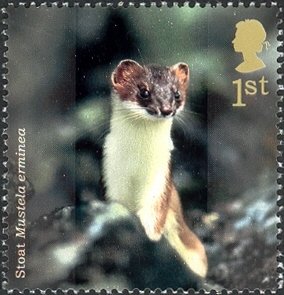 Colnect-1801-790-Stoat-Mustela-erminea.jpg