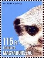 Colnect-2157-376-Meerkat-Suricata-suricatta.jpg