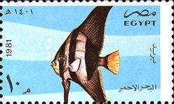 Colnect-3353-535-Orbicular-Batfish-Platax-orbicularis-.jpg