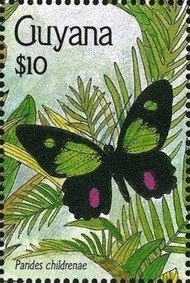 Colnect-3453-701-Green-celled-Cattleheart-Parides-childrenae.jpg