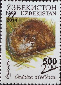 Colnect-3567-322-Muskrat-Ondatra-zibethica.jpg