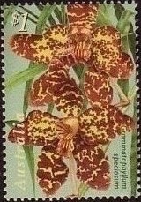 Colnect-438-709-Grammatophyllum-speciosum.jpg