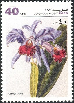 Colnect-543-747-Cattleya-labiata.jpg