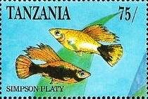 Colnect-6023-849-Simpson-Platy-Xiphophorus-maculatus.jpg