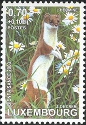 Colnect-858-600-Stoat-Mustela-erminea.jpg