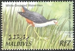 Colnect-961-831-White-breasted-Waterhen-Amaurornis-phoenicurus.jpg