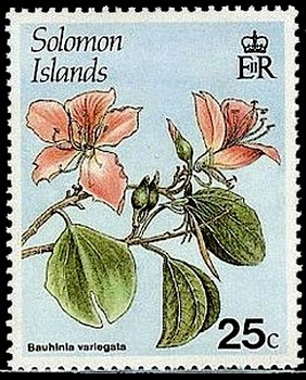 Colnect-2204-214-Bauhinia-variegata.jpg