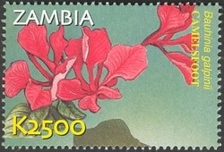 Colnect-934-591-Bauhinia-galpinii.jpg