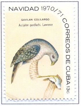 Colnect-2510-900-Cuba-Goshawk---Accipiter-gundlachi.jpg