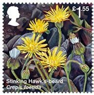 Colnect-5038-266-Stinking-Hawk-s-beard-Crepis-foetida.jpg