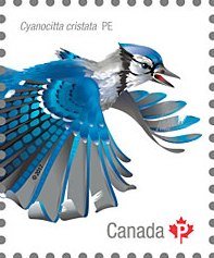 Colnect-4228-591-Blue-Jay-Cyanocitta-cristata.jpg