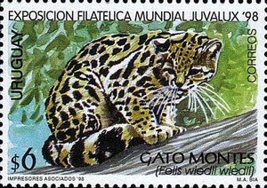 Colnect-491-749-Margay-Leopardus-wiedi.jpg