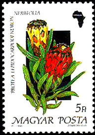 Colnect-1009-317-Protea-lepidocarpodendron.jpg