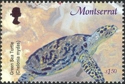 Colnect-1530-023-Green-Sea-Turtle-Chelonia-mydas.jpg