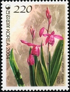 Colnect-1605-269-Bletilla-striata-Reichenb-fill.jpg