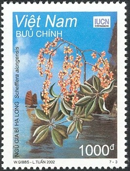 Colnect-1620-832-Ha-Long-Schefflera.jpg