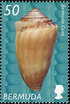 Colnect-2599-766-Bermuda-Cone-Conus-mindanus.jpg