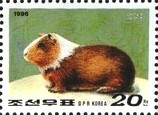 Colnect-2768-266-Guinea-Pig-Cavia-porcellus.jpg