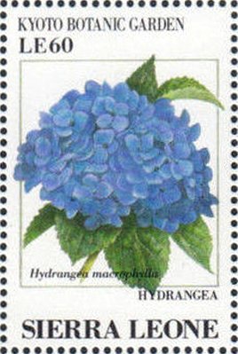 Colnect-4207-994-Hydrangea-Hydrangea-macrophylla.jpg