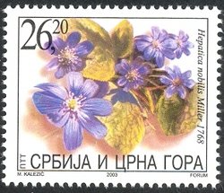 Colnect-527-713-Hepatica-nobilis-Miller-1768.jpg