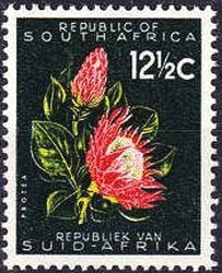 Colnect-769-077-Protea-Protea-cynaroides.jpg