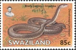 Colnect-1696-592-Black-Mamba-Dendroaspis-polylepis.jpg