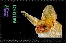 Colnect-201-949-Pallid-Bat-Antrozous-pallidus.jpg