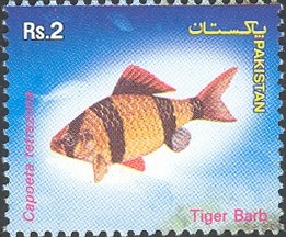 Colnect-601-954-Tiger-Barb-Barbus-tetrazona.jpg