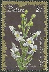 Colnect-1949-248-Habenaria-monorrhiza.jpg