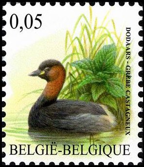 Colnect-4430-949-Little-Grebe-Tachybaptus-ruficollis.jpg