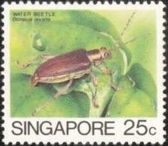 Colnect-445-145-Water-Beetle-Donacia-javana.jpg